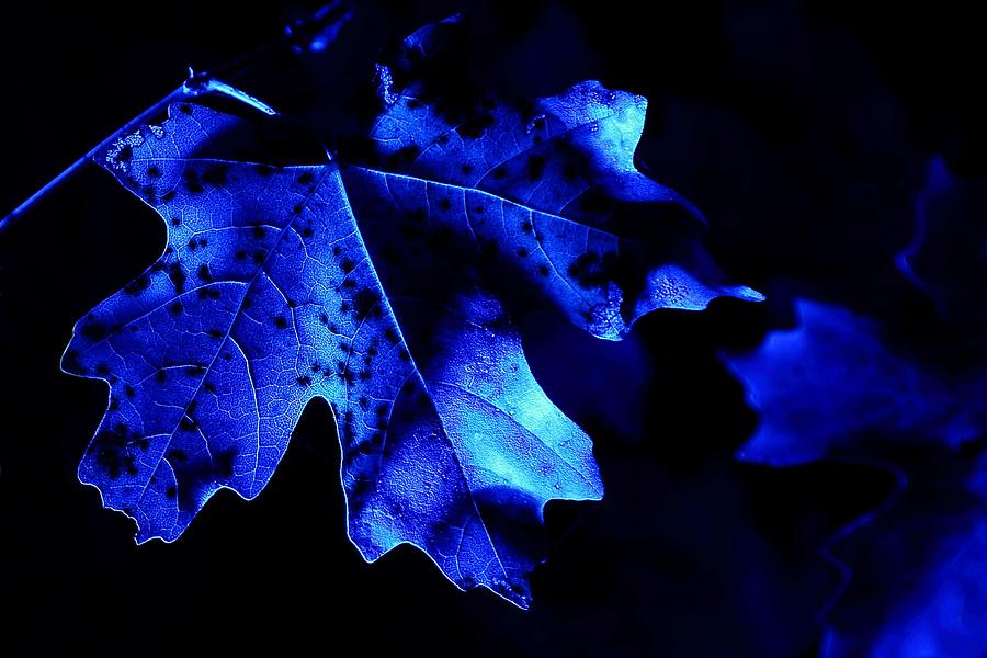 Midnight Blue Photograph by David Andersen