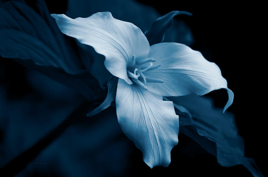 Midnight Blue Trillium Wild Flower Photograph by Jennie Marie Schell