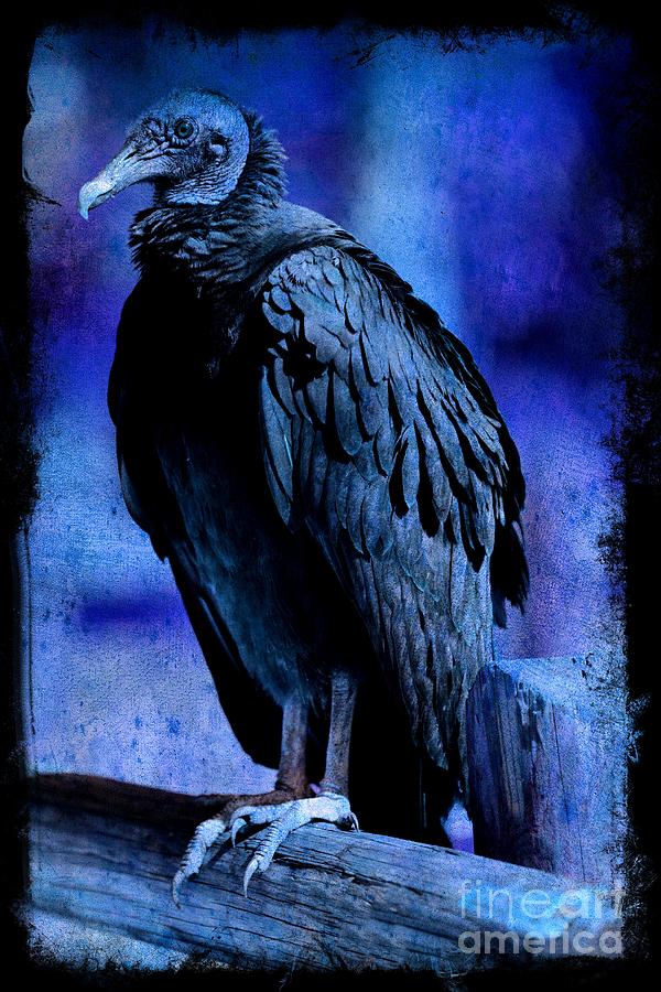Midnight Blue Vulture Photograph by Carol Groenen
