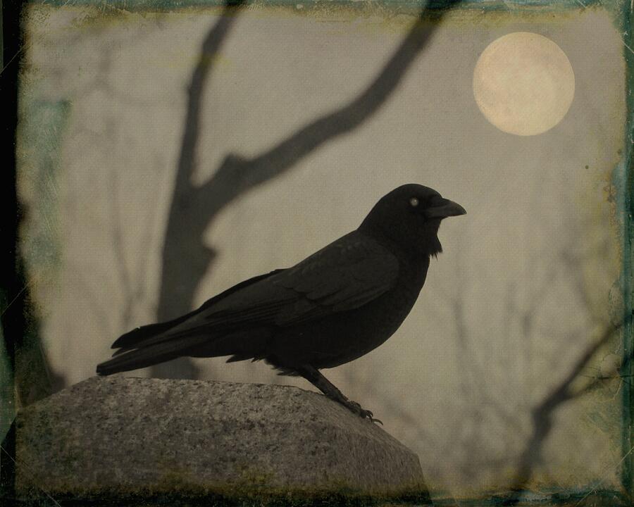 Midnight Crow Lit By The Eerie Full Moon Photograph By Gothicrow Images 