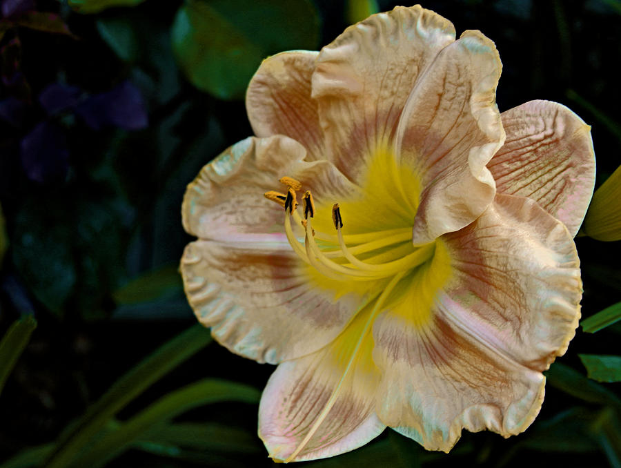 Midnight Daylily Photograph by Dave Bosse