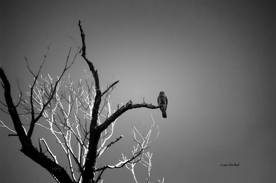Midnight Falcon Photograph by Donna Blackhall