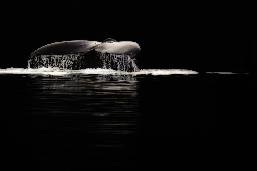 Whale Photograph - Midnight Humpback by Janet Fikar