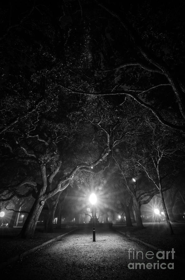 Black And White Photograph - Midnight in the Garden by Sam Hymas