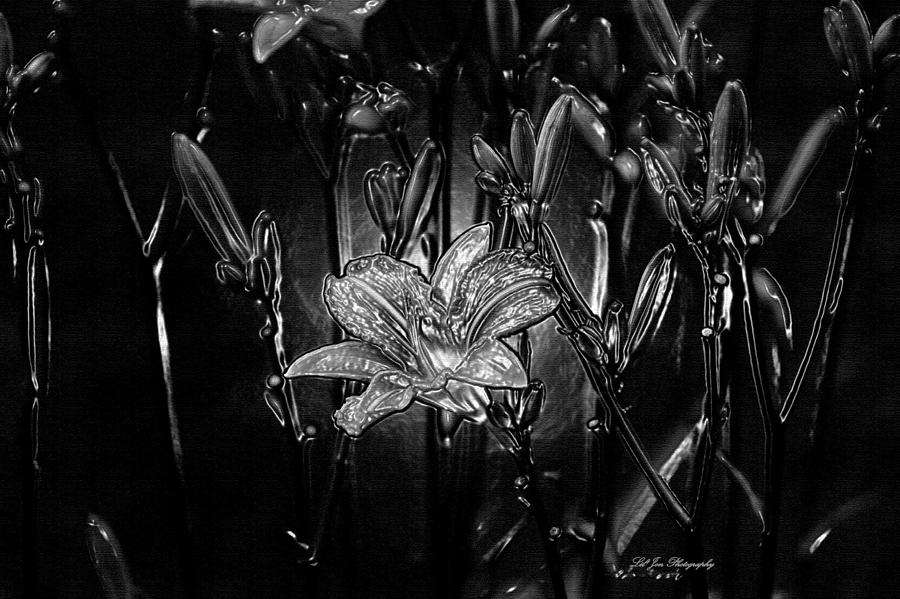 Midnight Lilies Photograph by Jeanette C Landstrom