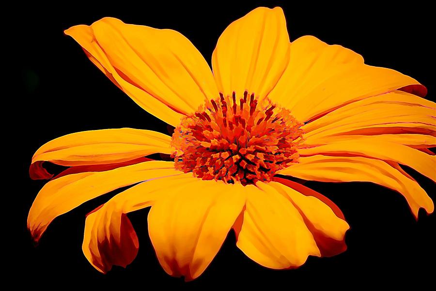 Midnight Marigold Photograph by Jean Connor