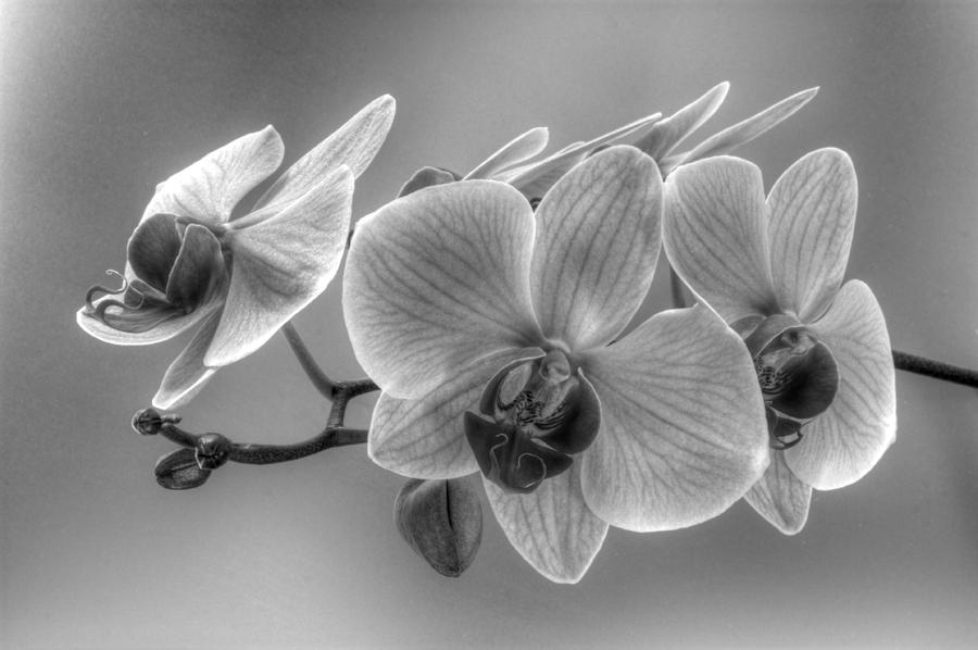 Midnight Orchid Photograph by Kim Hunker - Pixels