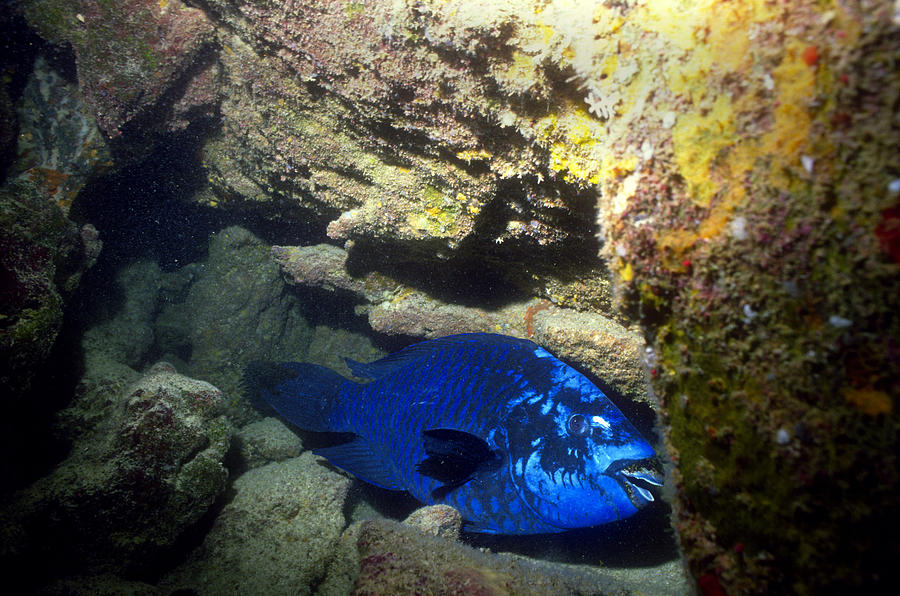 Midnight Parrotfish Photograph by Greg Ochocki