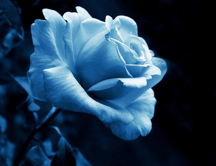 Midnight Rose Flower In Blue Photograph by Jennie Marie Schell
