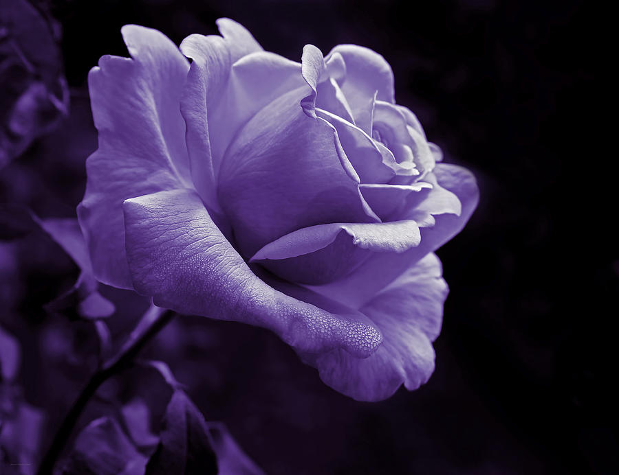 Summer Photograph - Midnight Rose Flower in Lavender by Jennie Marie Schell