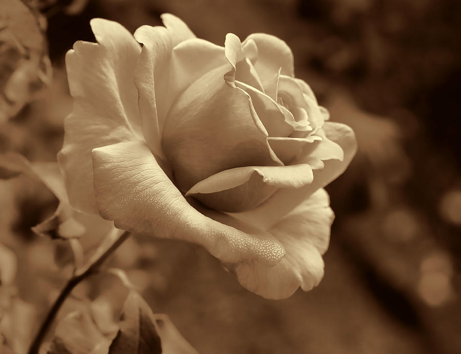 Midnight Rose Flower in Sepia Photograph by Jennie Marie Schell