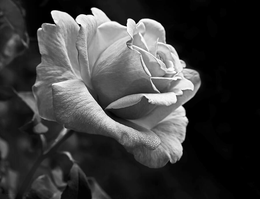 Midnight Rose in Black and White Photograph by Jennie Marie Schell