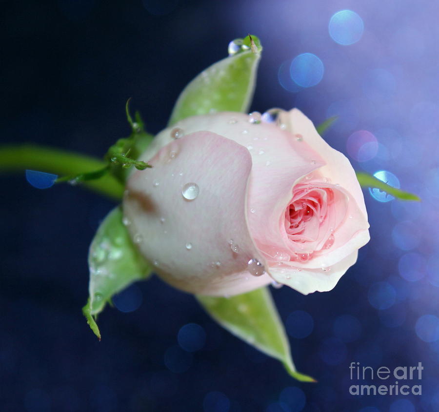 Midnight Rose Photograph by Krissy Katsimbras | Fine Art America