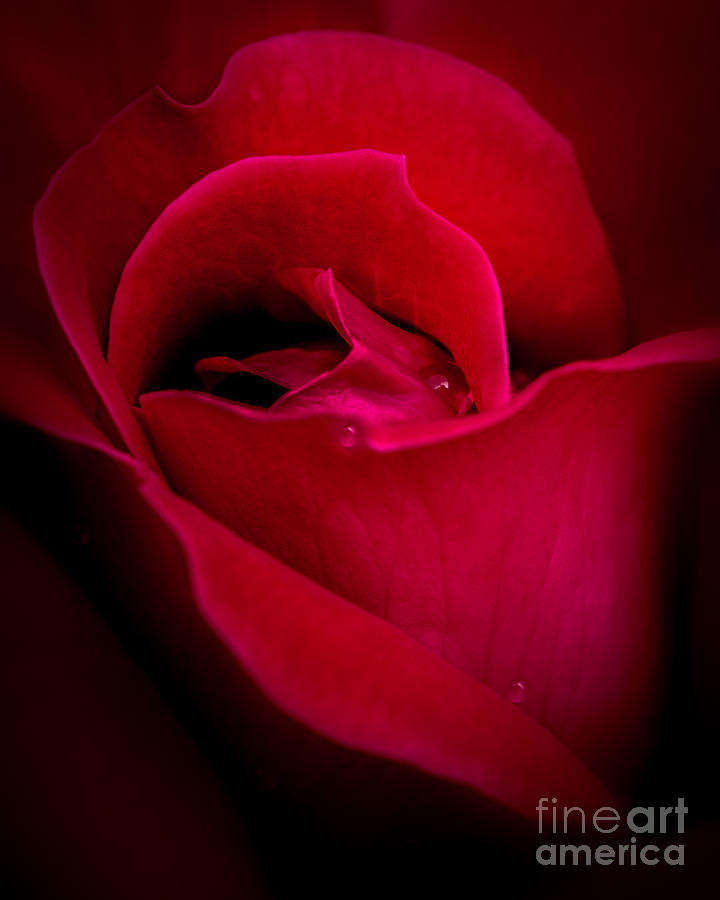 Midnight Rose Photograph by Michael Arend