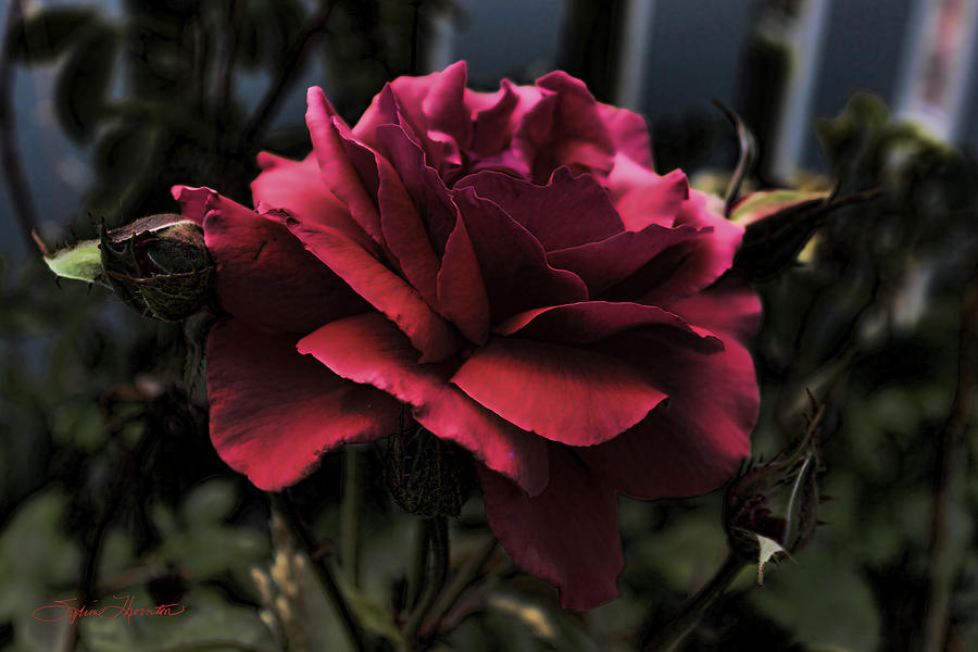 Midnight Rose Photograph by Sylvia Thornton
