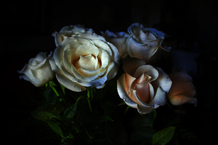 Nature Photograph - Midnight Roses by Joan Bertucci