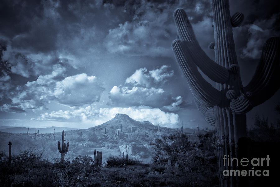 Midnight Saguaro at Browns Ranch McDowell Sonoran Preserve Photograph by Marianne Jensen