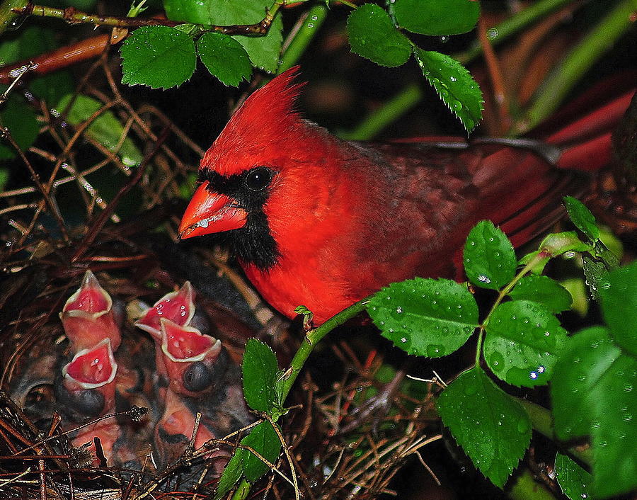 Cardinal Photograph - Midnight Snack ll by Frozen in Time Fine Art Photography
