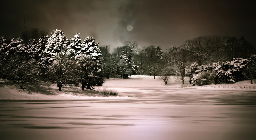 Tree Photograph - Midnight Stillness by Julie Palencia