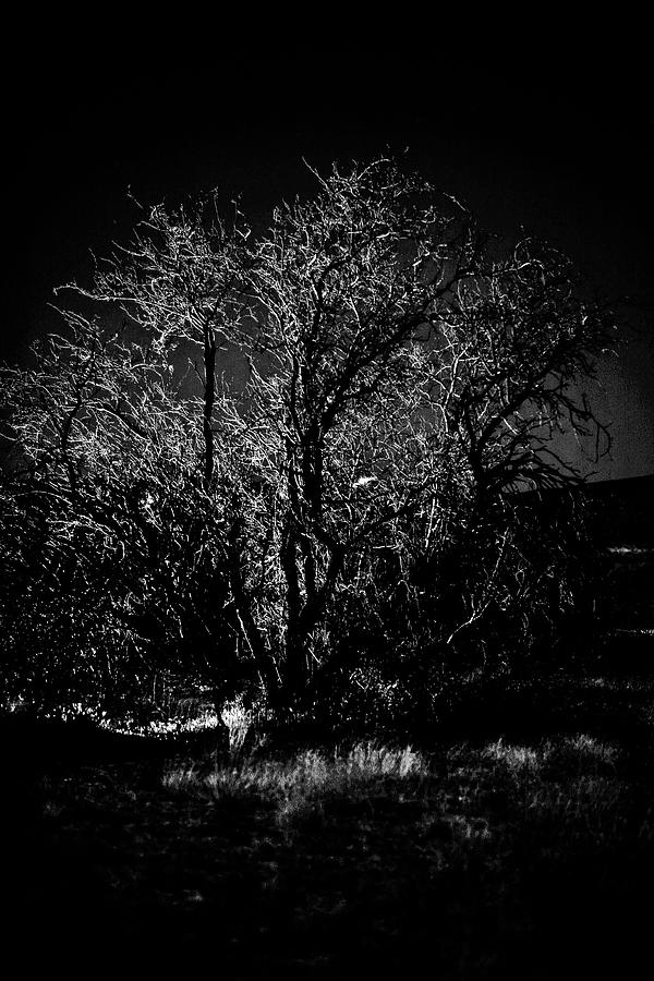 Black And White Photograph - Midnight Tree by Gilbert Artiaga