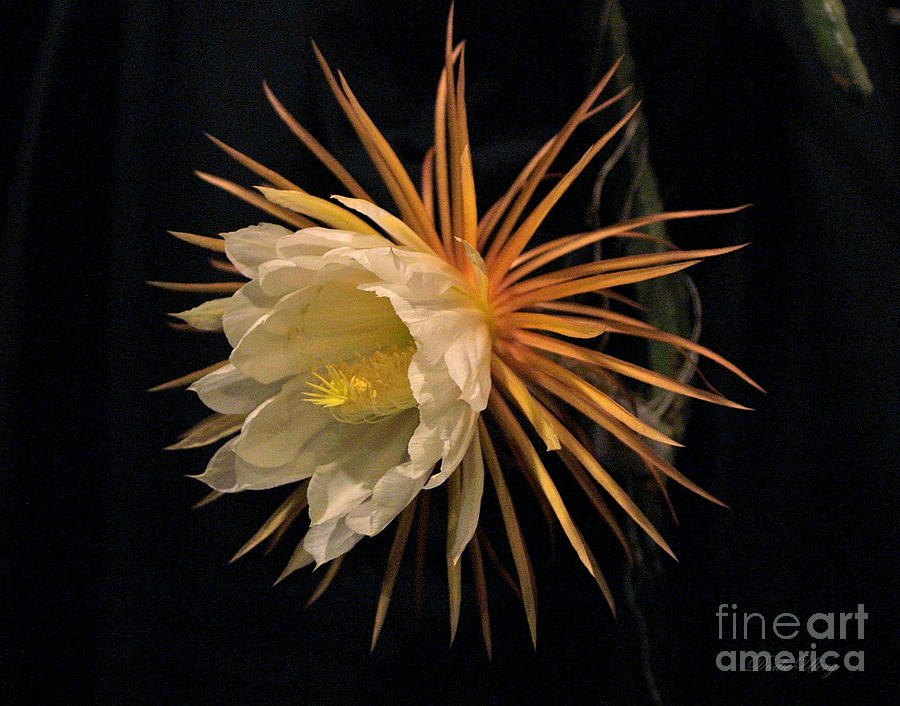 Night Blooming Cereus 4 Photograph by Dodie Ulery