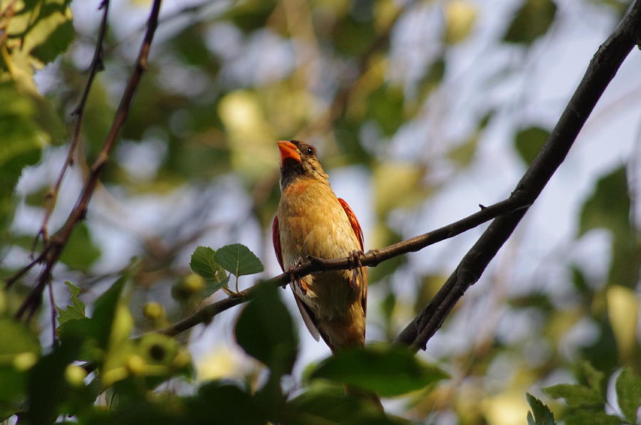 Midsummer Cardinal Photograph