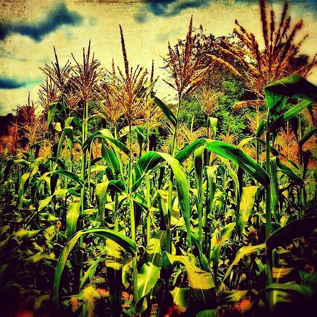 Northcarolina Photograph - Midsummer Cornfield by Paul Cutright