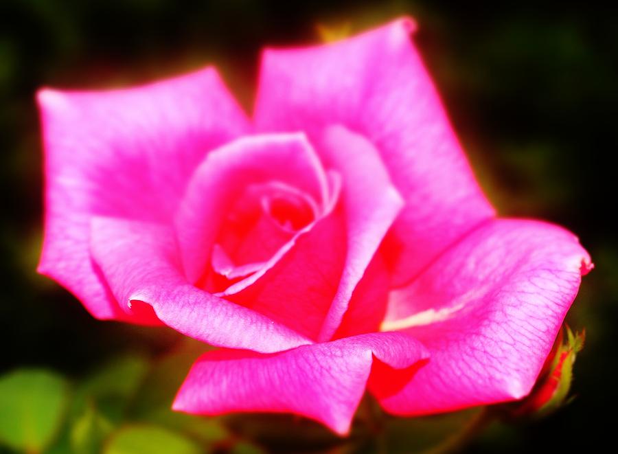 Midwest Pink Rose Photograph