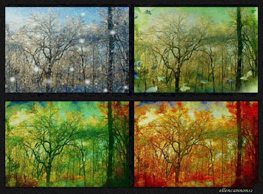 Tree Photograph - Midwest Seasons Collage by Ellen Cannon
