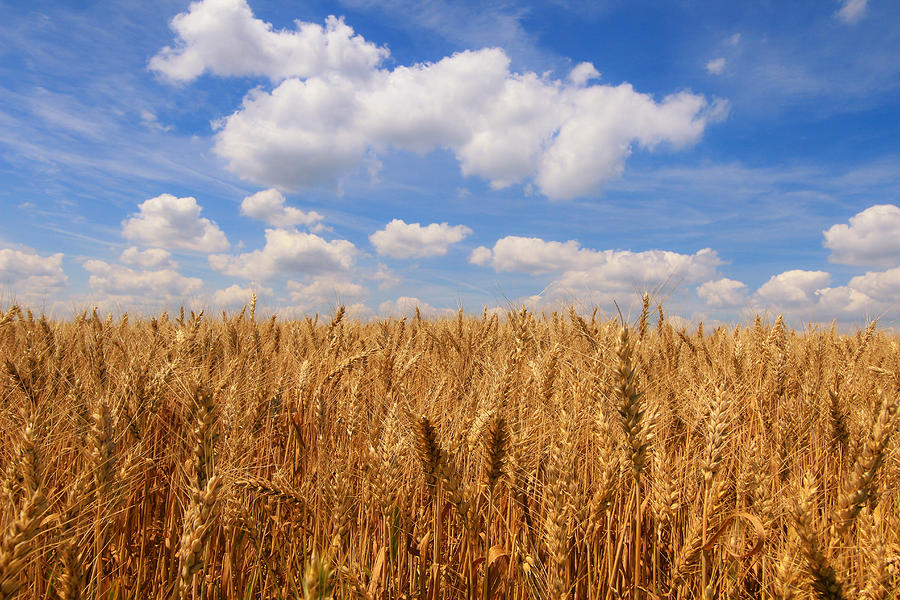 Midwestern Wheat Field Photograph by Rachel Cohen