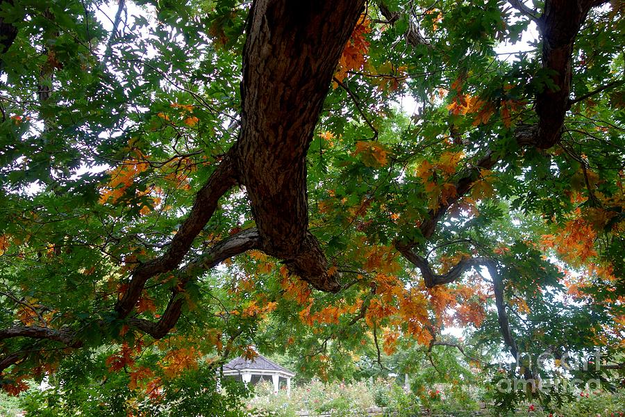 Might Fall Oak #3 Photograph by Jacqueline Athmann