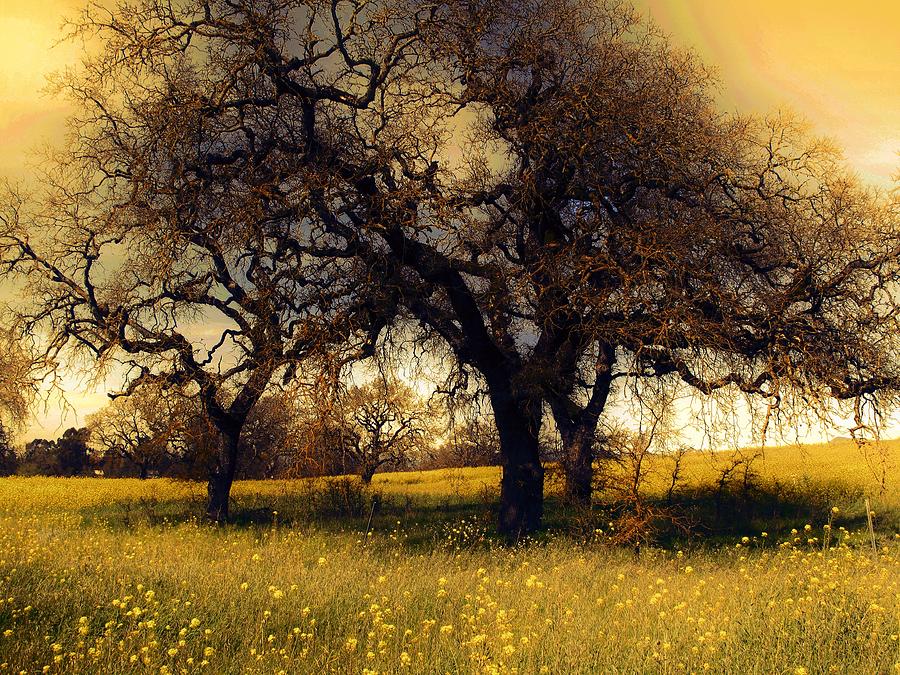 Nature Photograph - Might Oak by Leslie Hunziker