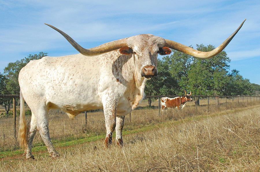 Mighty Big Horns Photograph by Robert Anschutz - Fine Art America