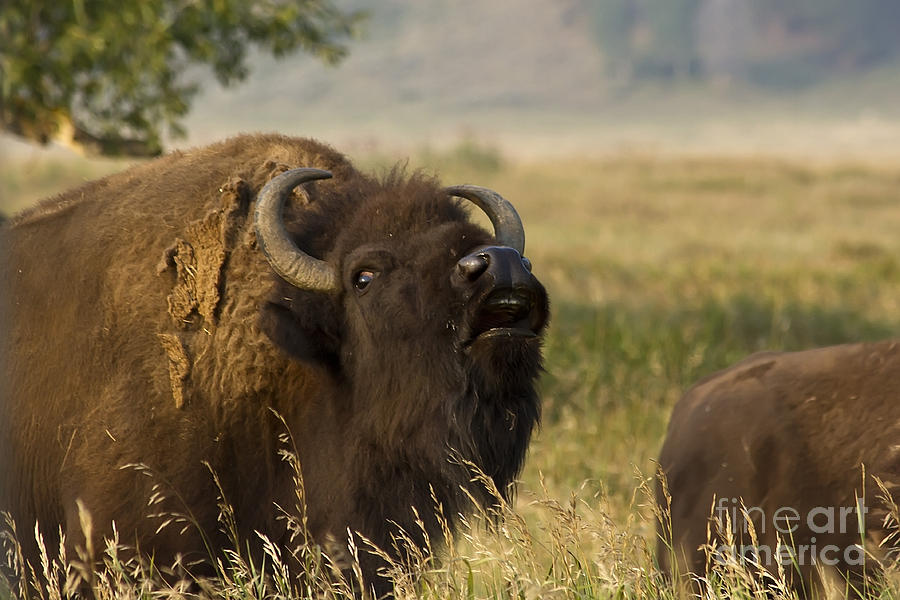 Mighty Bison Photograph by Teresa Zieba