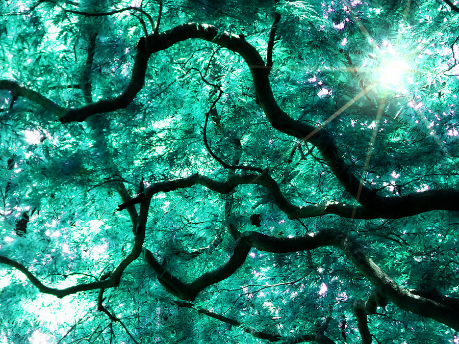 Mighty Branches Photograph by Cindy Greenstein