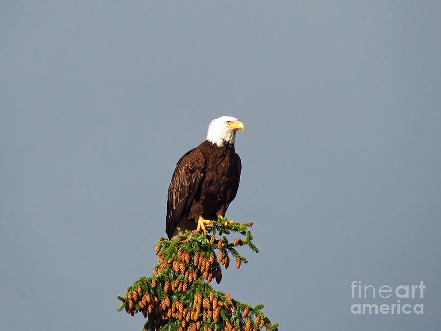 Eagle Photograph - Mighty by Charity Hommel