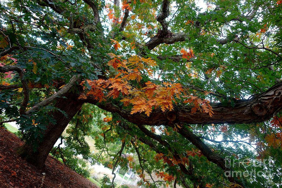 Mighty Fall Oak #1 Photograph by Jacqueline Athmann