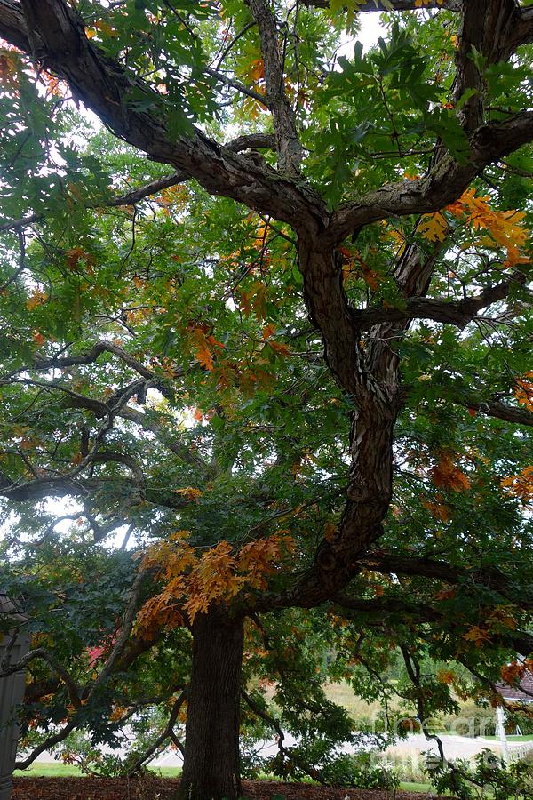 Mighty Fall Oak #2 Photograph by Jacqueline Athmann