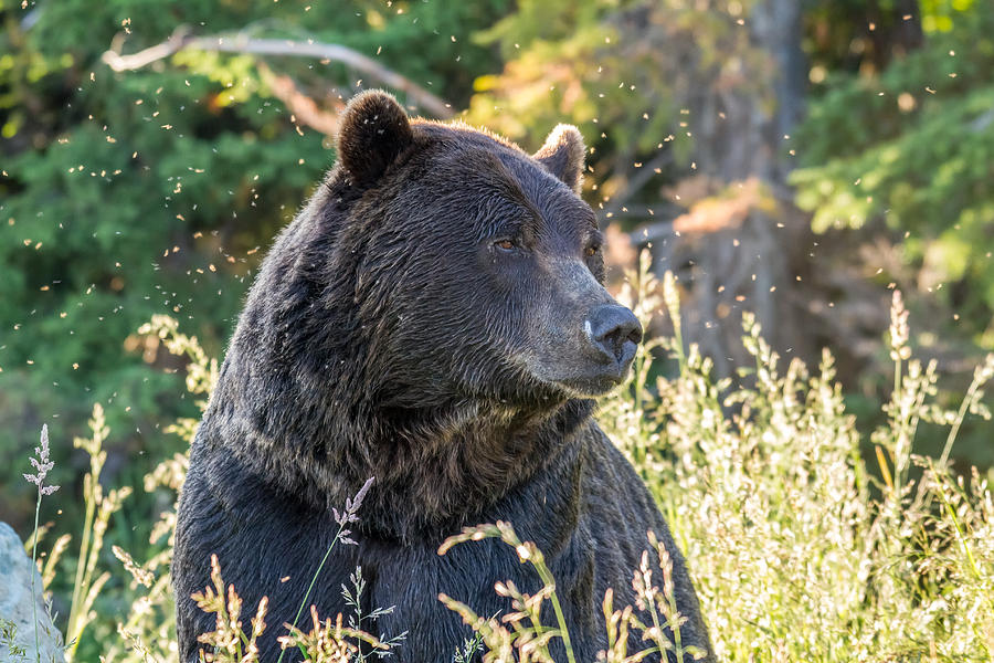 Mighty Grizzly Photograph by Pierre Leclerc Photography