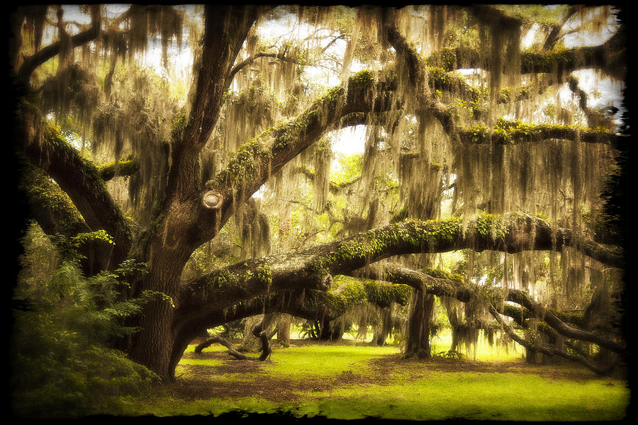 Tree Photograph - Mighty Live Oak by Barbara Northrup