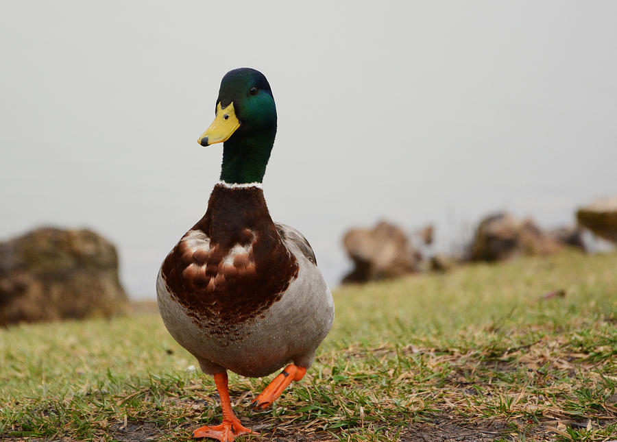 Mighty Mallard Photograph by Jim Robertson | Fine Art America