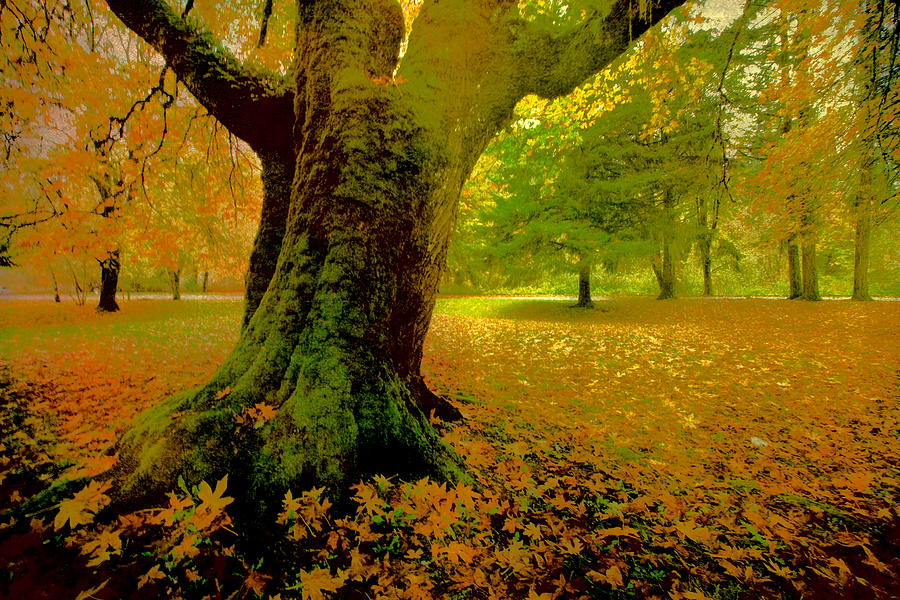 Autumn Splendor #2 Photograph by Bonnie Bruno
