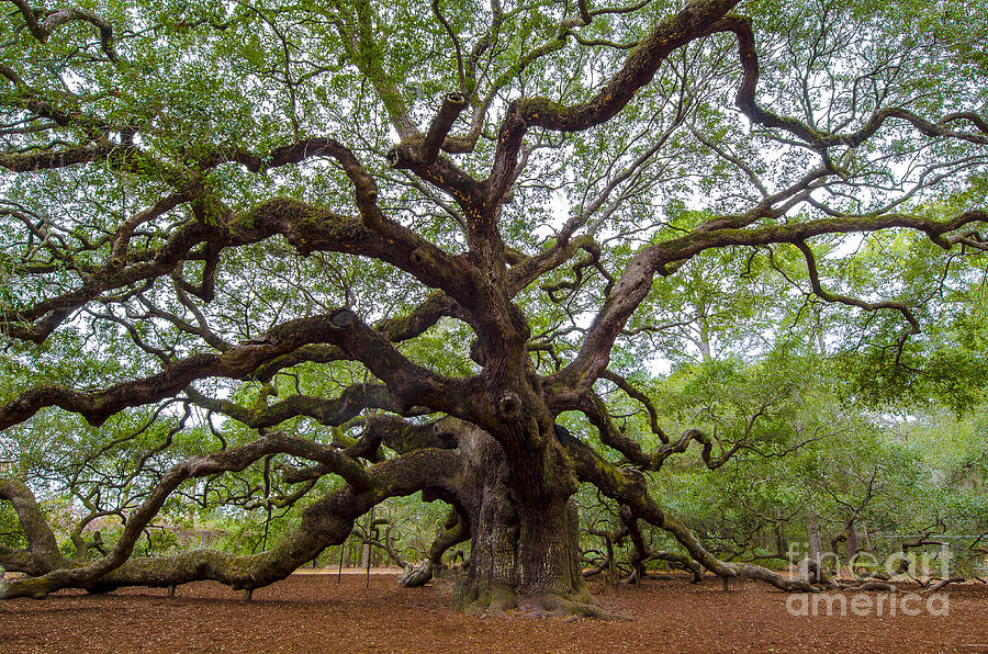 Mighty Oak Photograph by Dale Powell