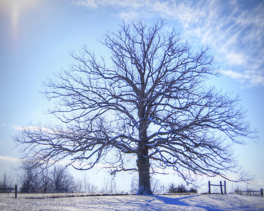 Mighty Oak in Winter Photograph by Cricket Hackmann