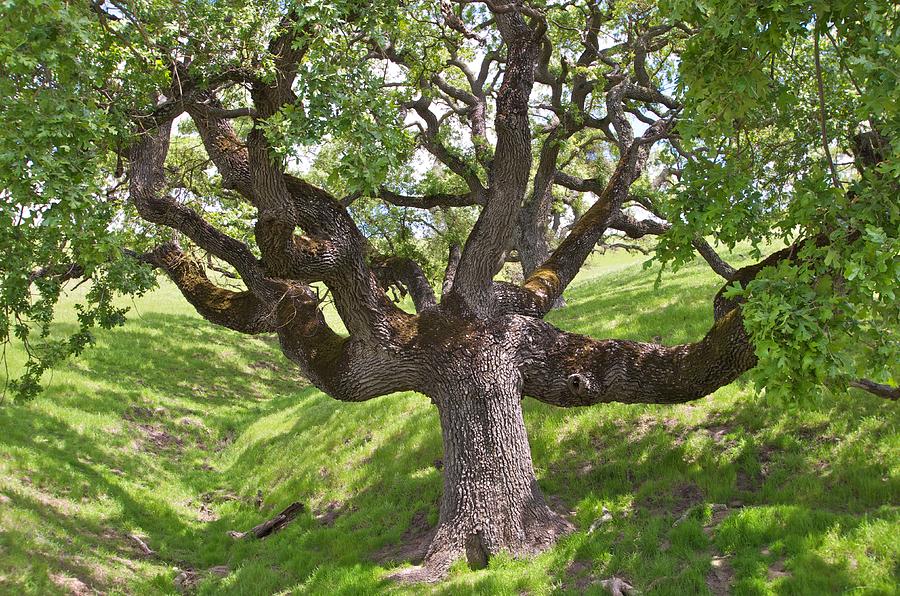 Mighty Oak Photograph by Robin Mayoff