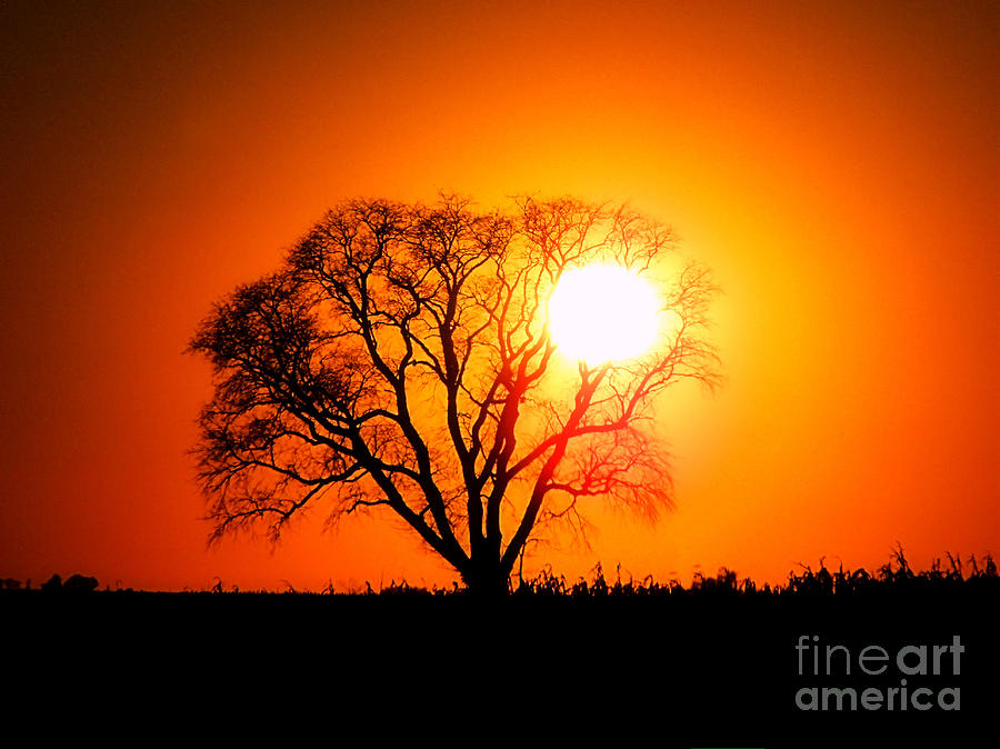 Mighty Oak Sunset Photograph by Sharon Woerner