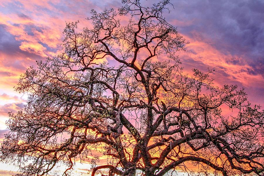 Mighty Oak Tree At Sunset Photograph