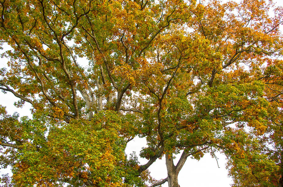 Mighty Oak Tree Photograph by Sharon Popek