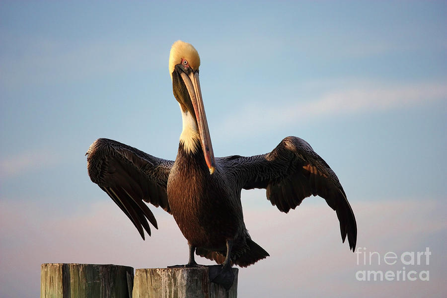 Mighty Pelican Photograph by Carol Groenen