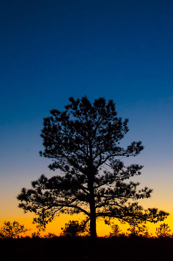 Mighty Pine at Sunset Photograph by Beth Venner
